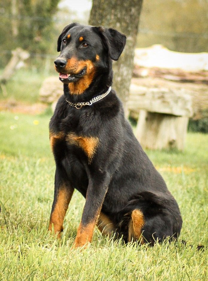 Ouchka De La Rosée Du Champ Des Landes