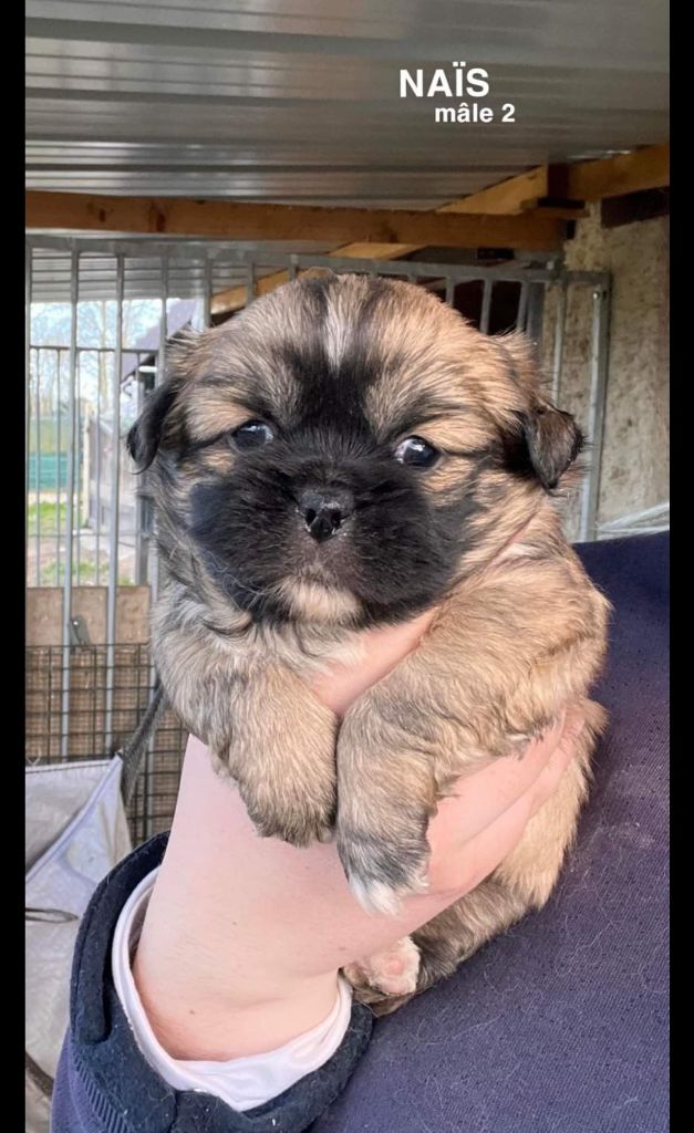 De La Rosée Du Champ Des Landes - Chiots disponibles - Epagneul tibetain