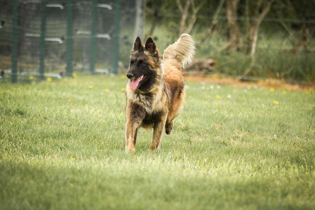 Chiot Berger Belge De La Rosée Du Champ Des Landes