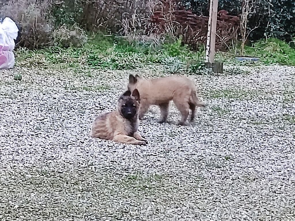 De La Rosée Du Champ Des Landes - Chiots disponibles - Berger Belge