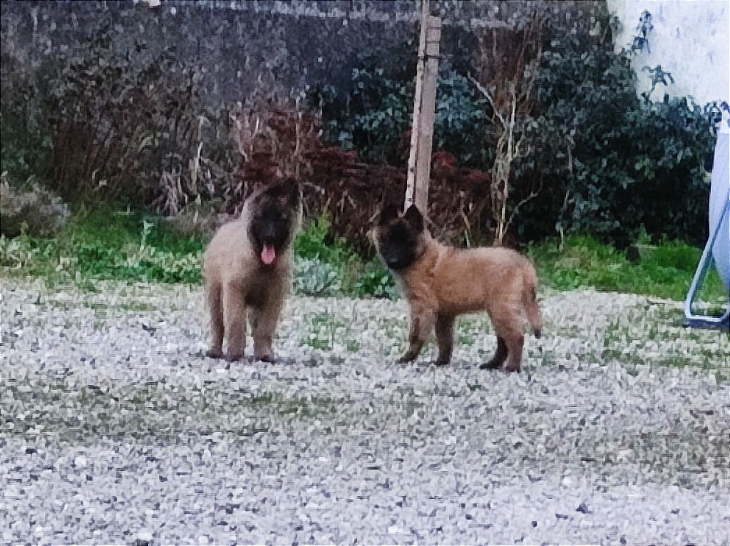 De La Rosée Du Champ Des Landes - Chiots disponibles - Berger Belge