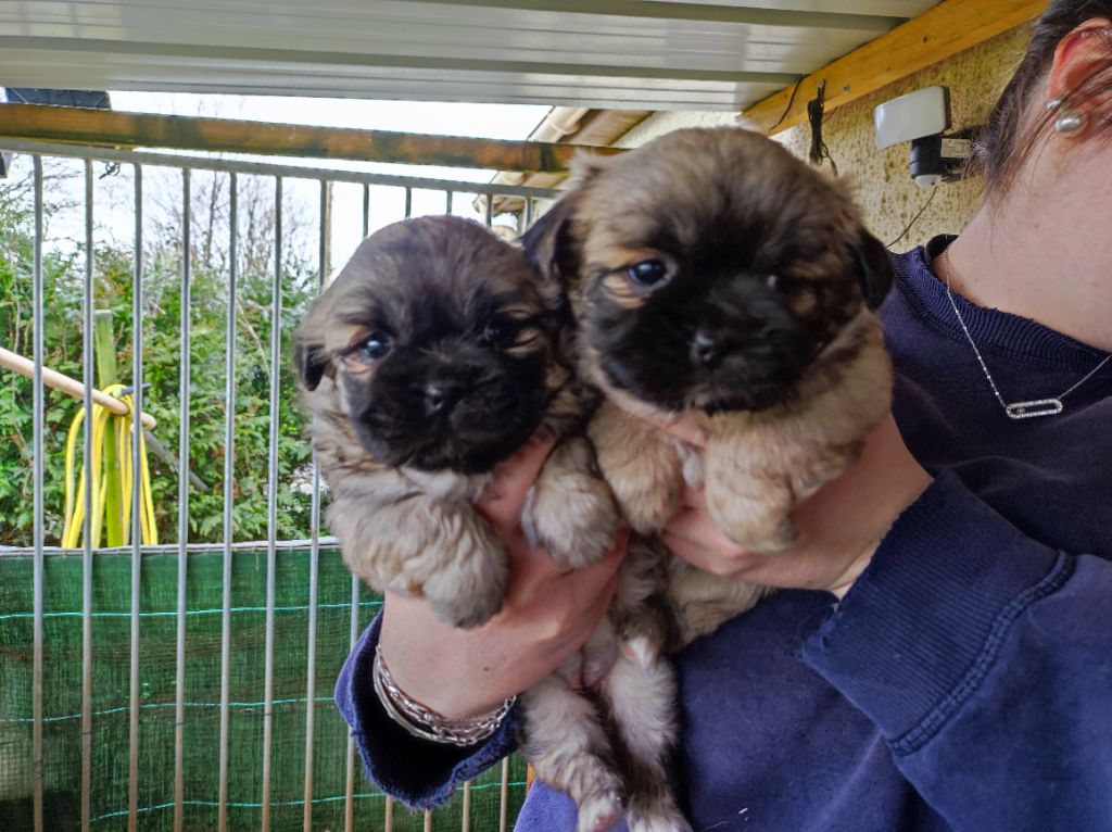 Chiot Epagneul tibetain De La Rosée Du Champ Des Landes