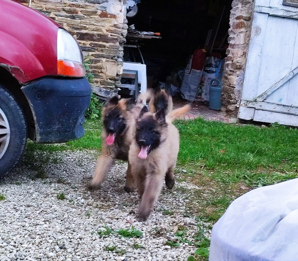 De La Rosée Du Champ Des Landes - Chiots disponibles - Berger Belge