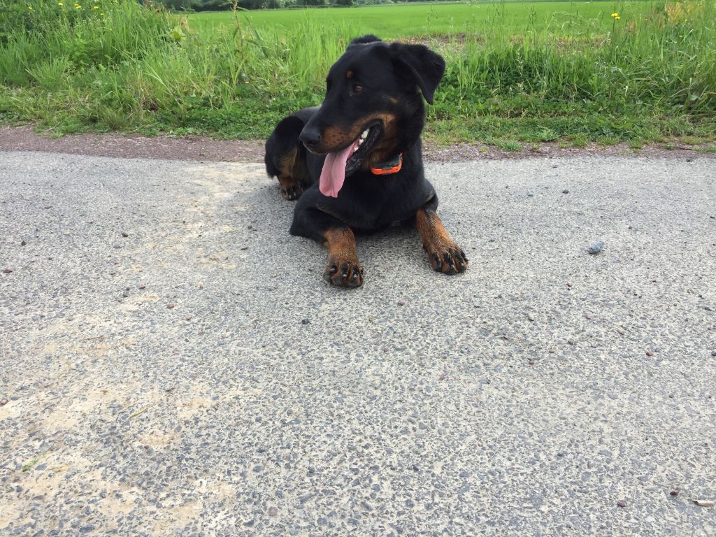 Chiot Berger de Beauce De La Rosée Du Champ Des Landes