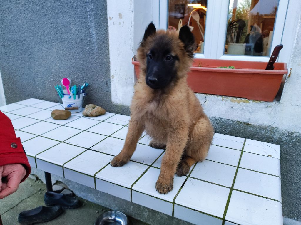 De La Rosée Du Champ Des Landes - Chiots disponibles - Berger Belge