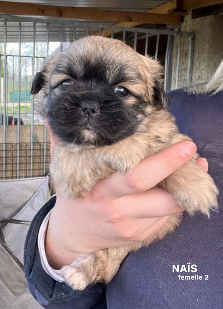 De La Rosée Du Champ Des Landes - Chiots disponibles - Epagneul tibetain